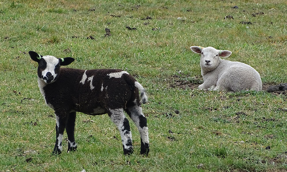 Weißes und schwarzweißes Lamm