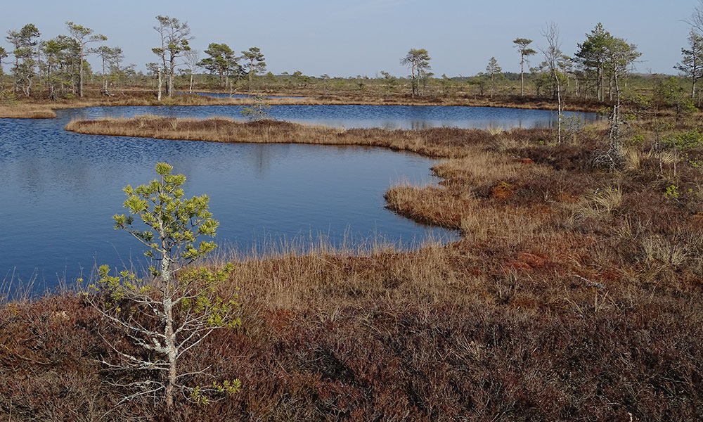 Moorseen in Estland