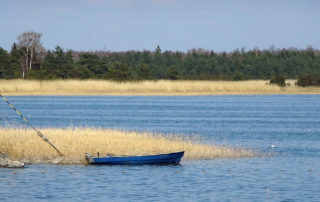 Boot am Schilf