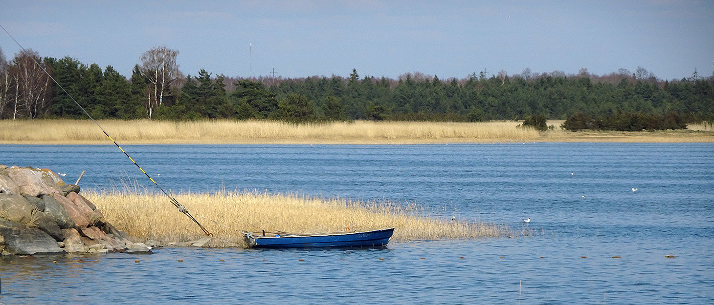 Boot am Schilf