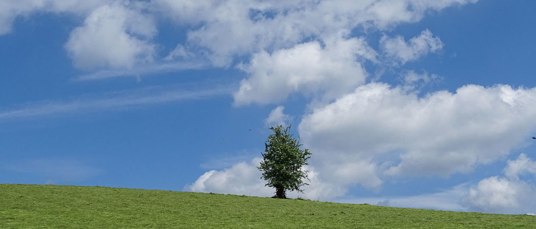 Baum auf Wiese vor blauem Himmel