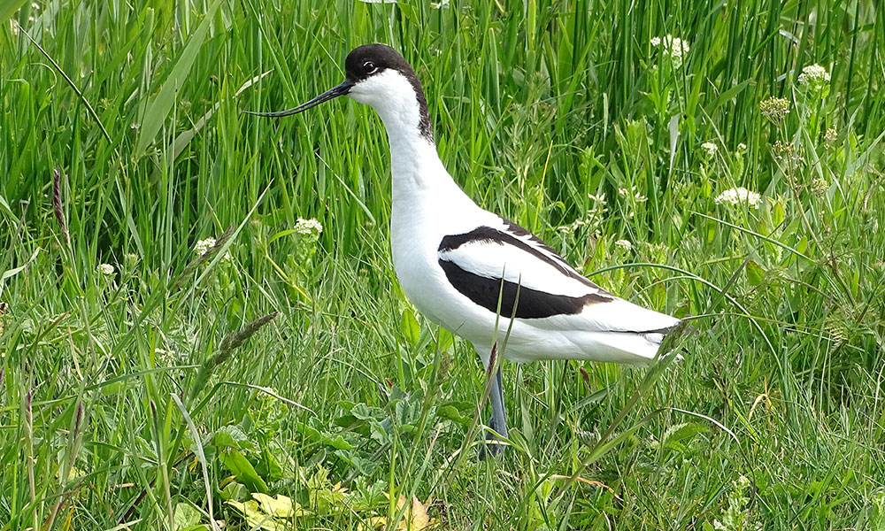 Ein Säbelschnäbler im Gras