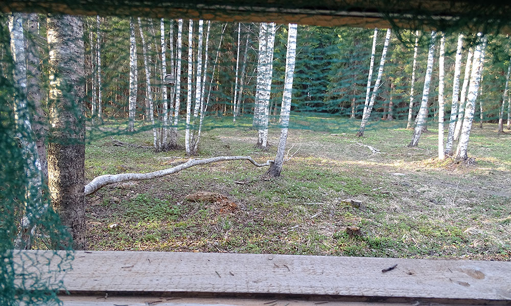 Blick auf der Bärenbeobachtungshütte in den Wald