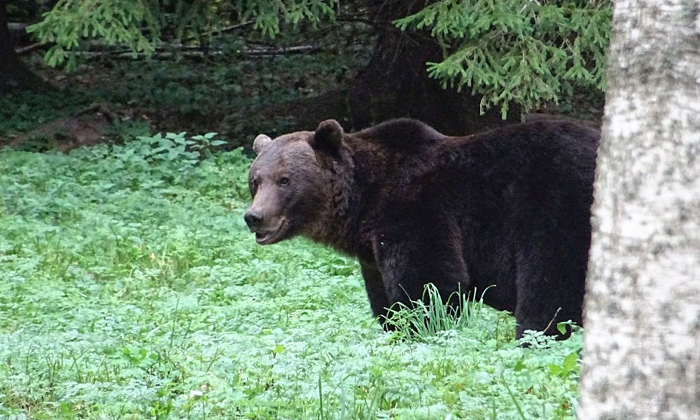 Braunbär im Wald - gesichtet beim Bären beobachten