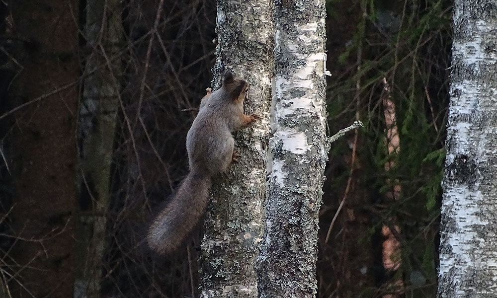 Eichhörnchen am Baum