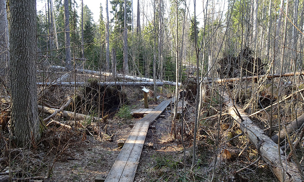 Holzweg durch umgefallene Bäume