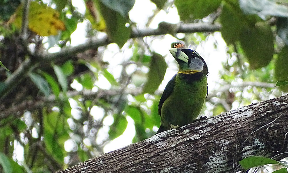 Grüner Vogel im Baum