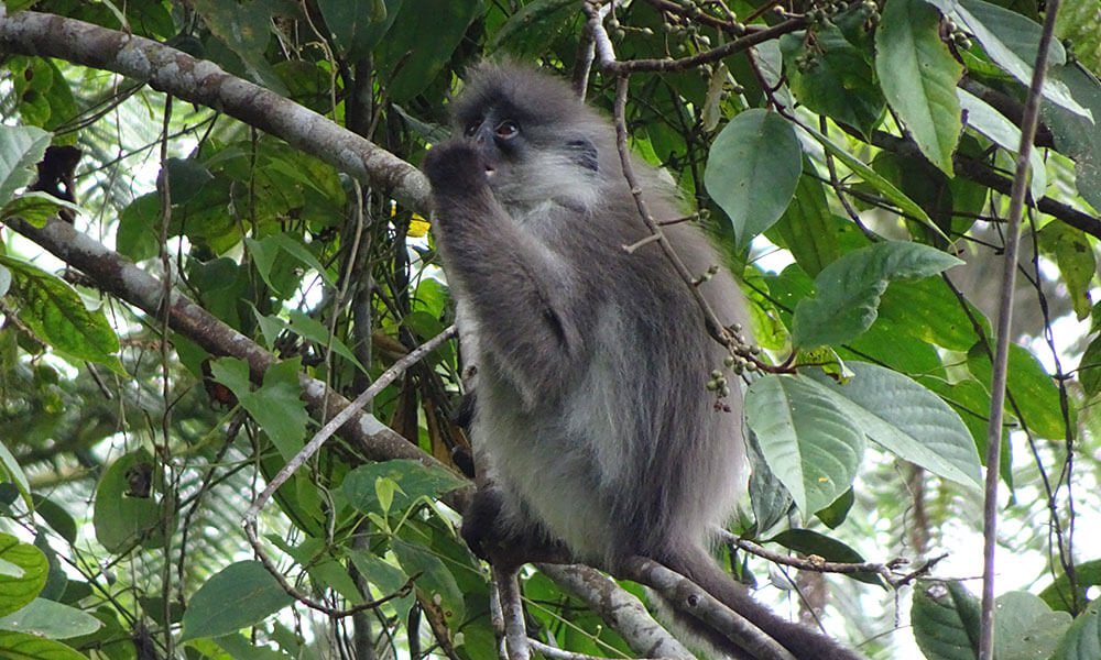 Affe im Baum