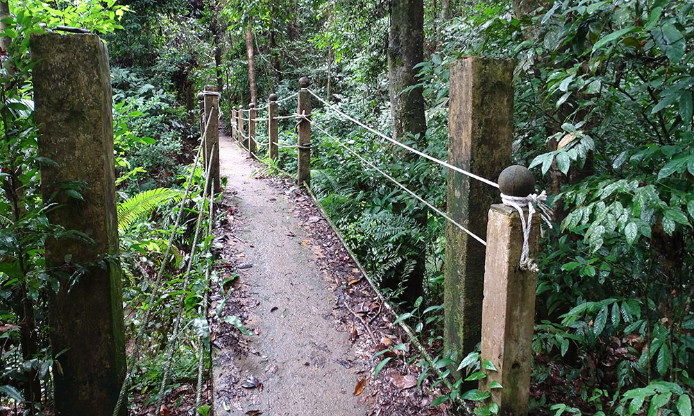 Weg im Regenwald