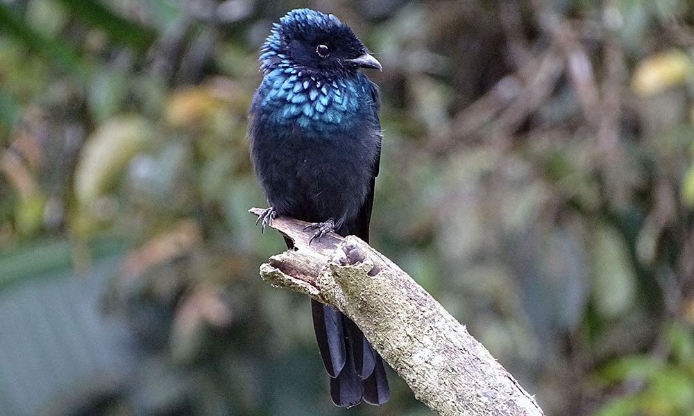 Stahlblauer Vogel