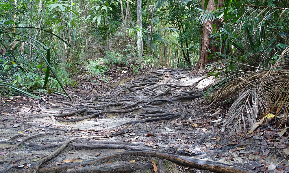 Der Weg durch den Dschungel führt nur über Baumwurzeln und Sandboden