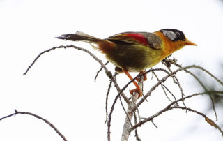 Bunter Vogel beim Birdwatching in Fraser's Hill