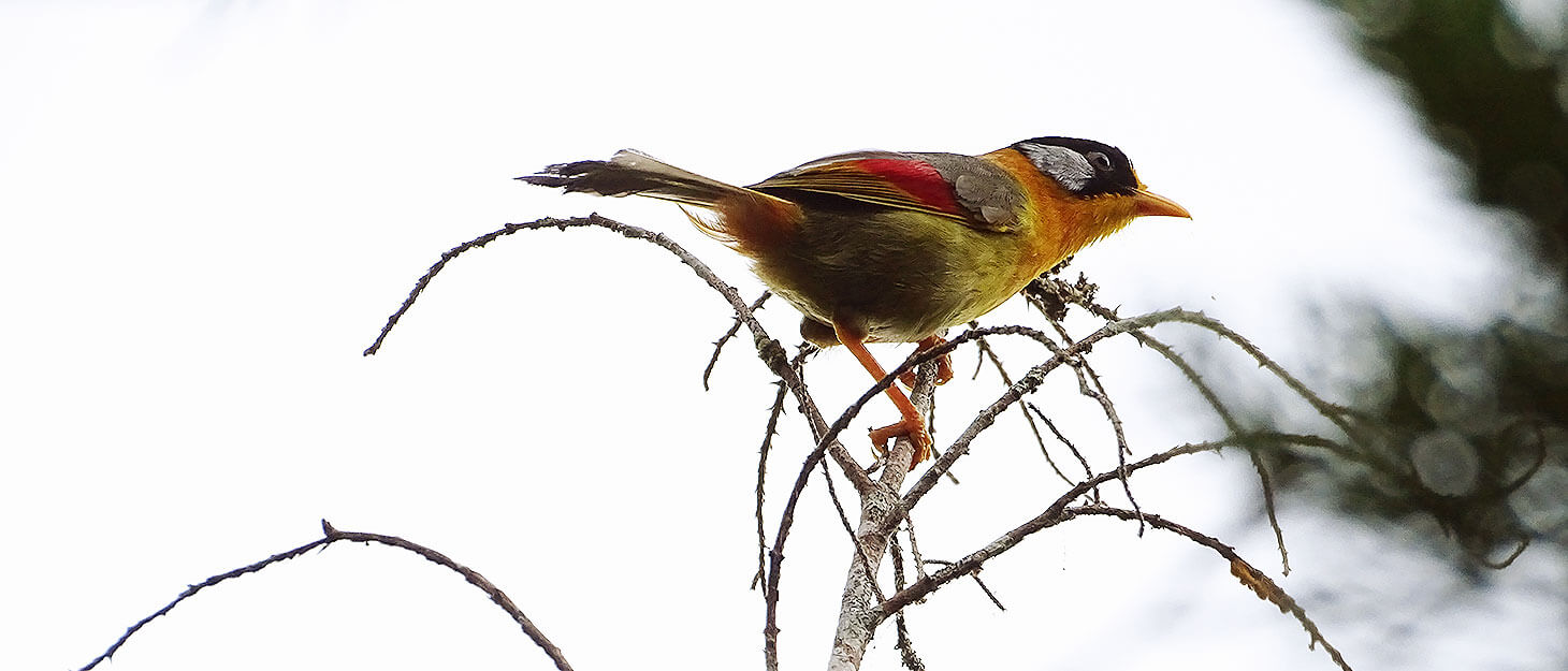 Bunter Vogel beim Birdwatching in Fraser's Hill