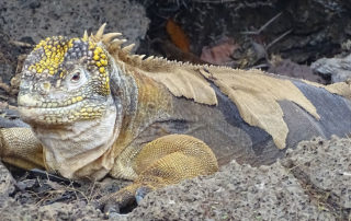 Landechse auf den Galapagos-Inseln