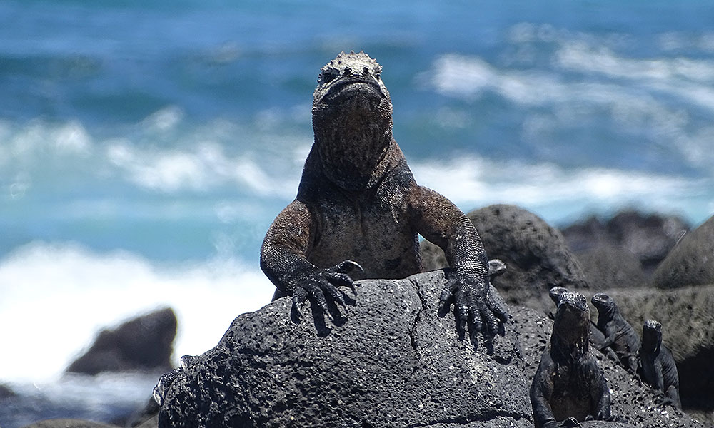Meeresechse auf den Galapagos