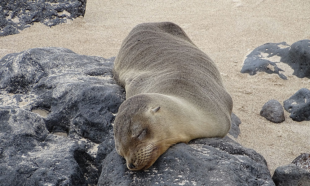 Seelöwe schläft am Strand