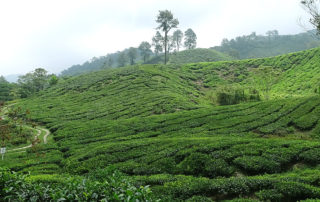 Teefelder in den Cameron Highlands
