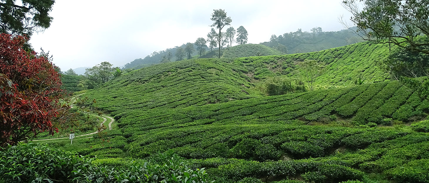 Teefelder in den Cameron Highlands