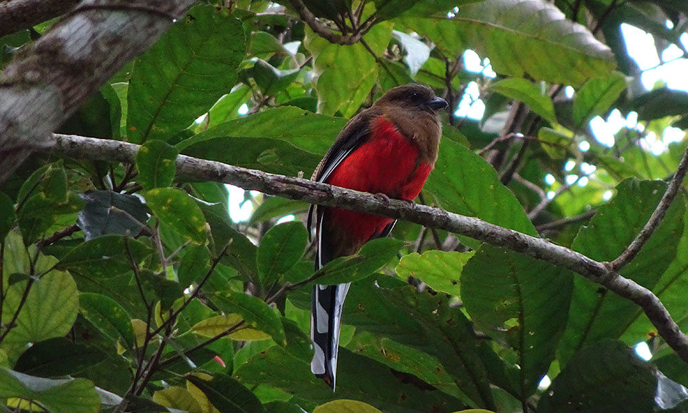Roter Vogel im Baum