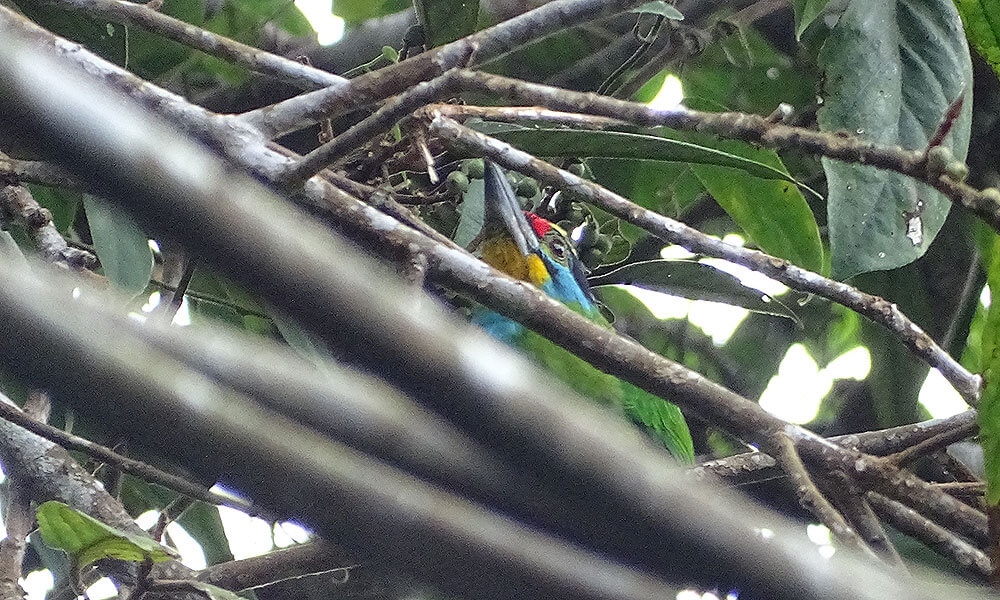Vielfarbiger Vogel