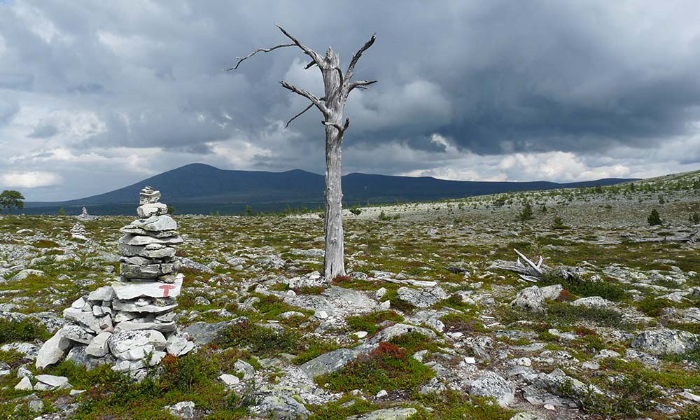 Baum auf Steinfeld in Norwegen