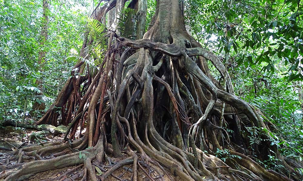 Baum mit vielen oberirdischen Wurzeln