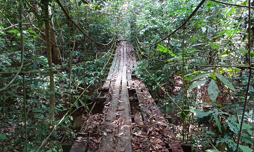 Verfallene Brücke im Dschungel