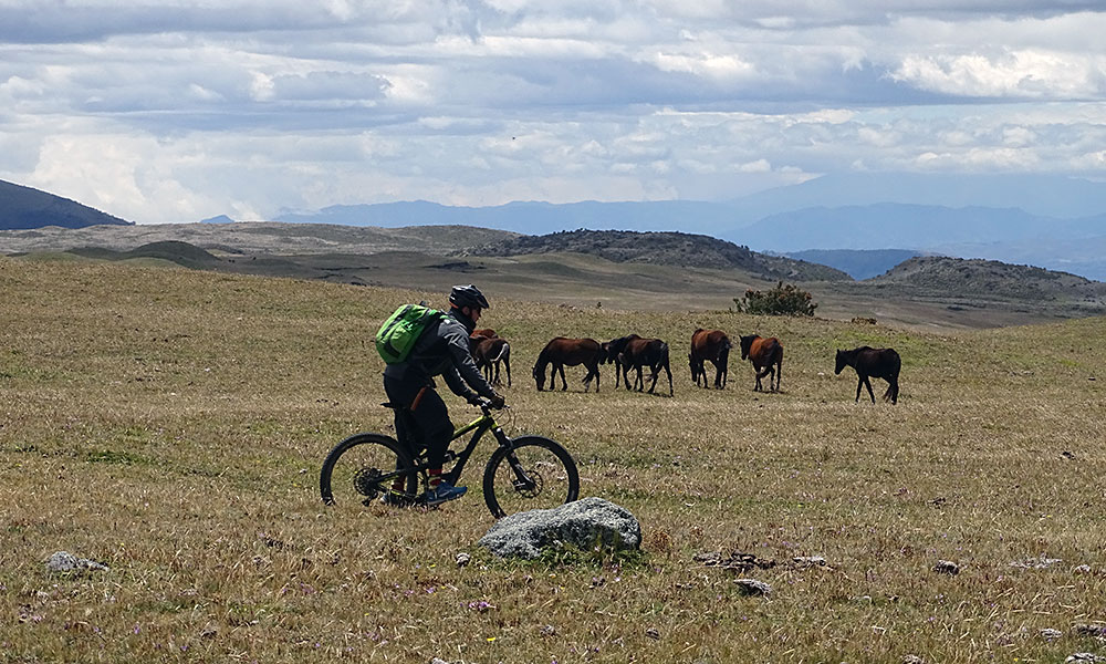 Mountainbiker vor Pferden