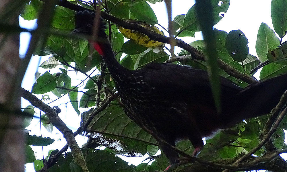Schwarzer huhnähnlicher Vogel