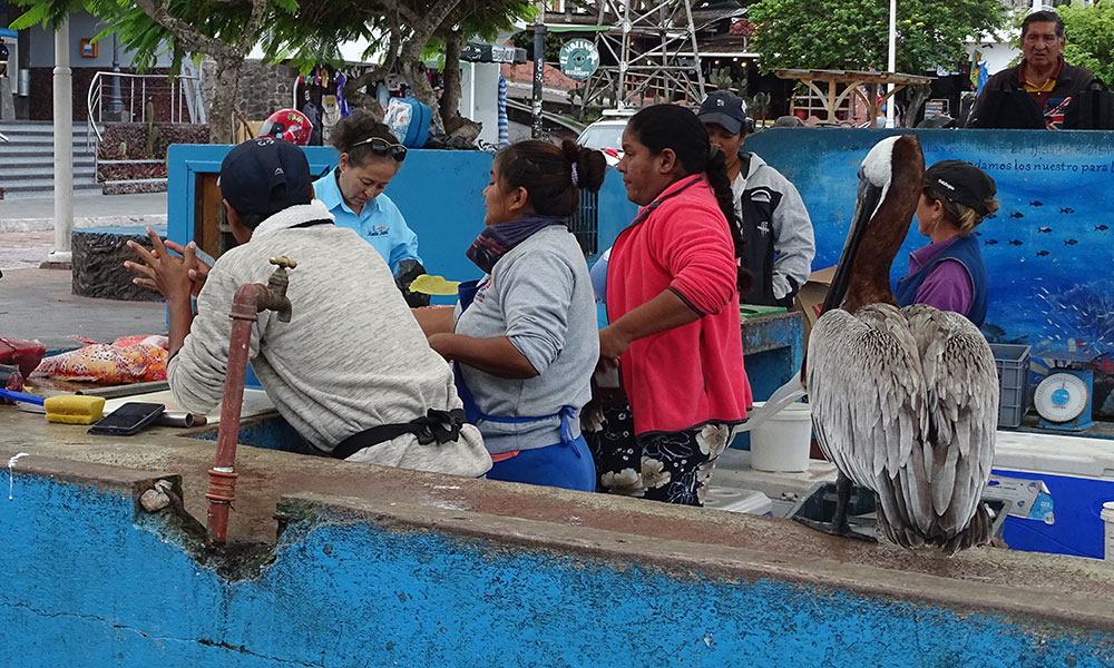 Pelikan am Fischmarkt von Santa Cruz