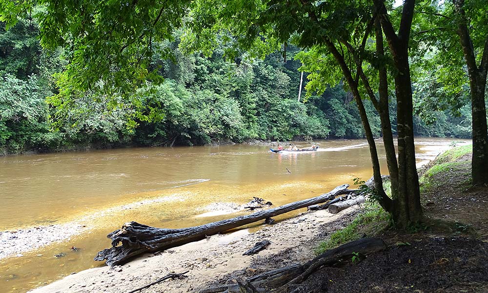 Boot auf dem Fluss im Dschungel