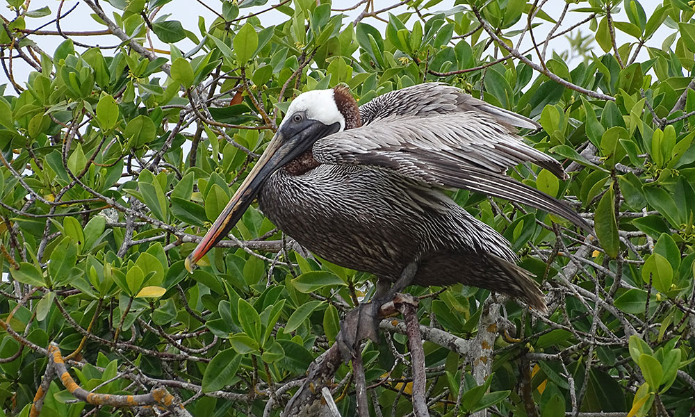 Pelikan auf einem Busch