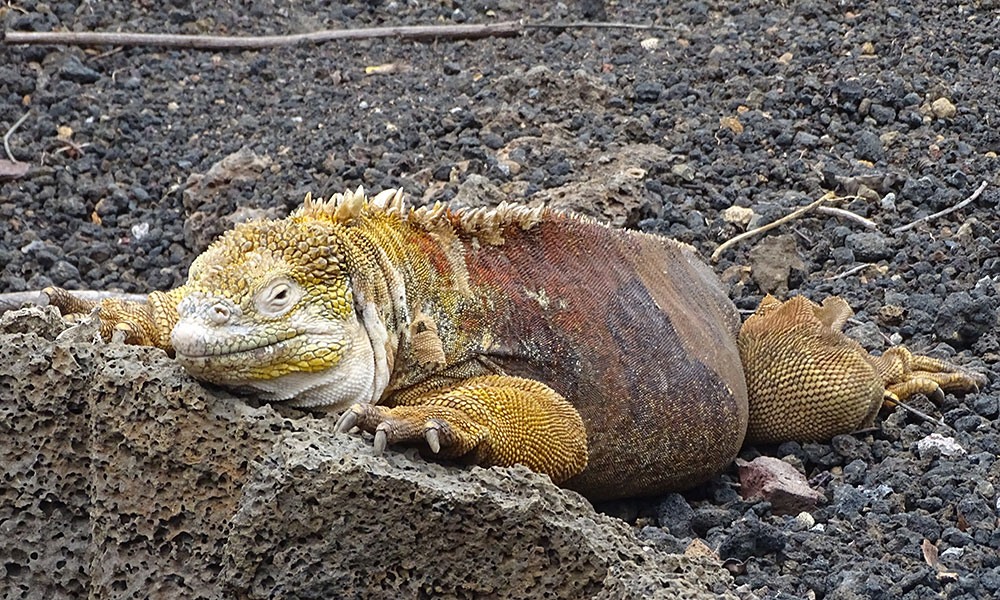 Landleguan