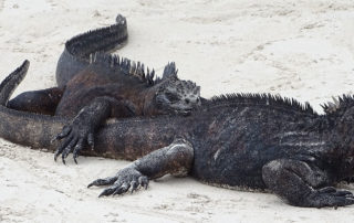 Zwei Meerechsen auf Santa Cruz, Galapagos