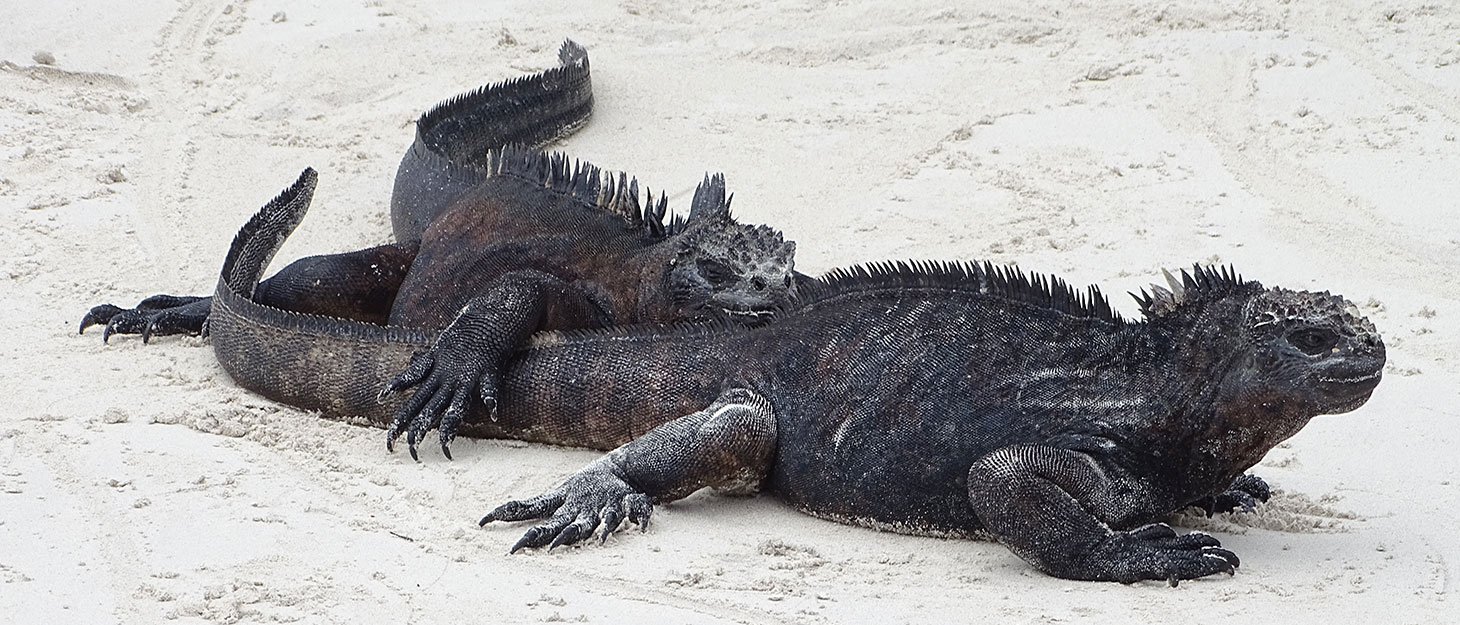 Zwei Meerechsen auf Santa Cruz, Galapagos