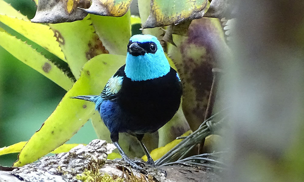 Blau-schwarzer Vogel