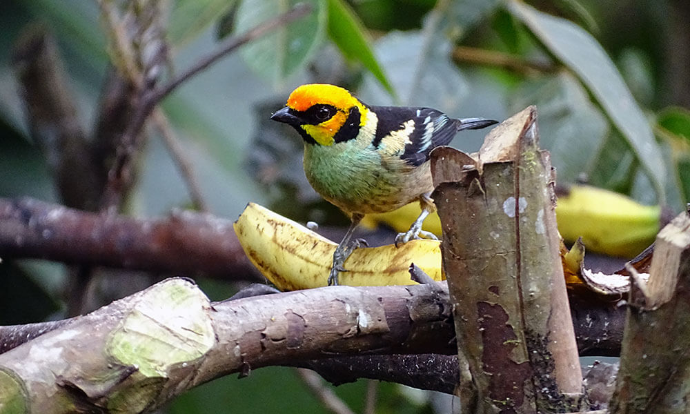 Bunter Vögel an Bananenstück