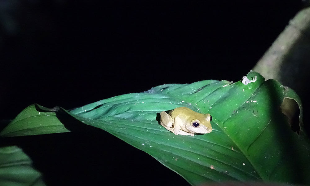 Frosch auf Blatt