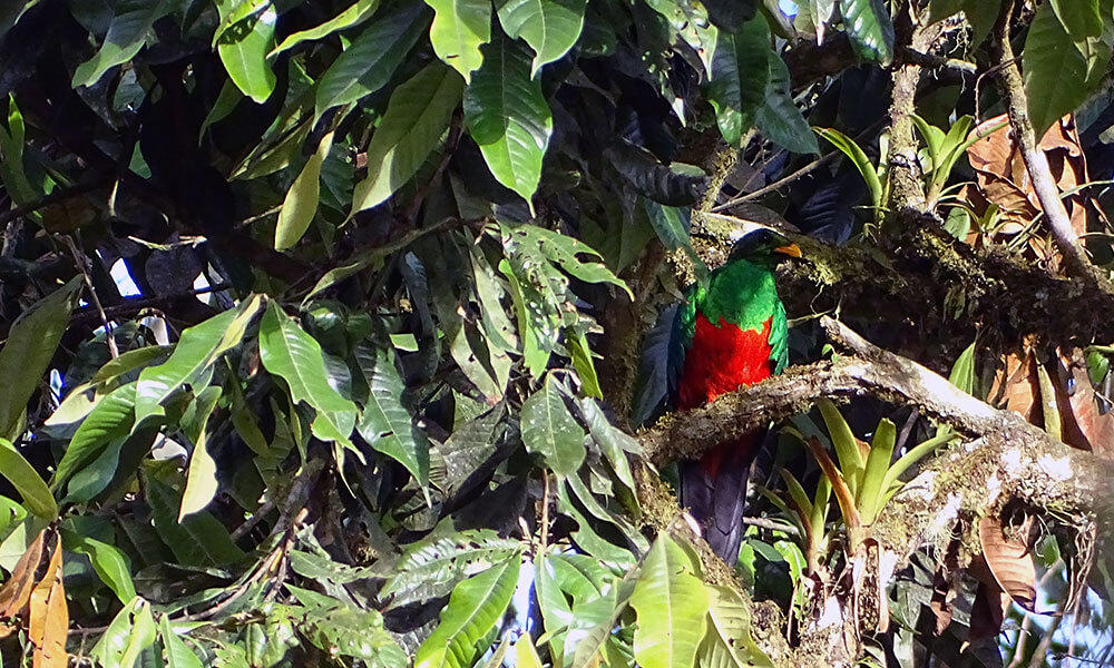 rot-grüner Vogel