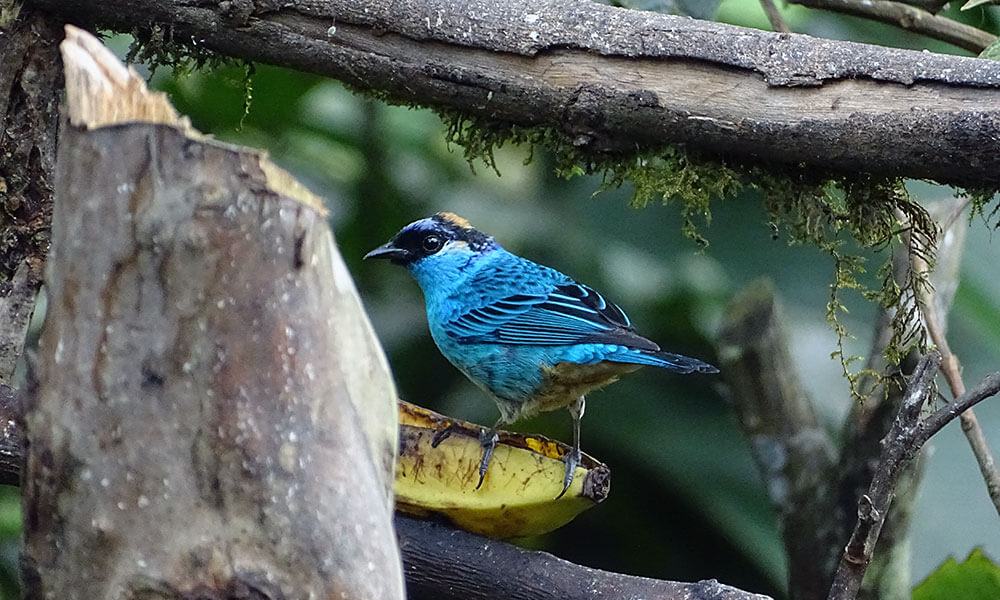 Blauer Vogel