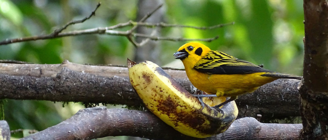 Gelber Vogel - Golden Tanager