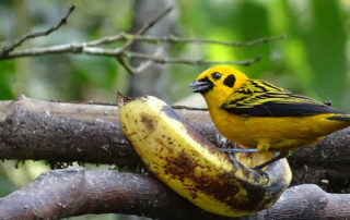 Gelber Vogel - Golden Tanager