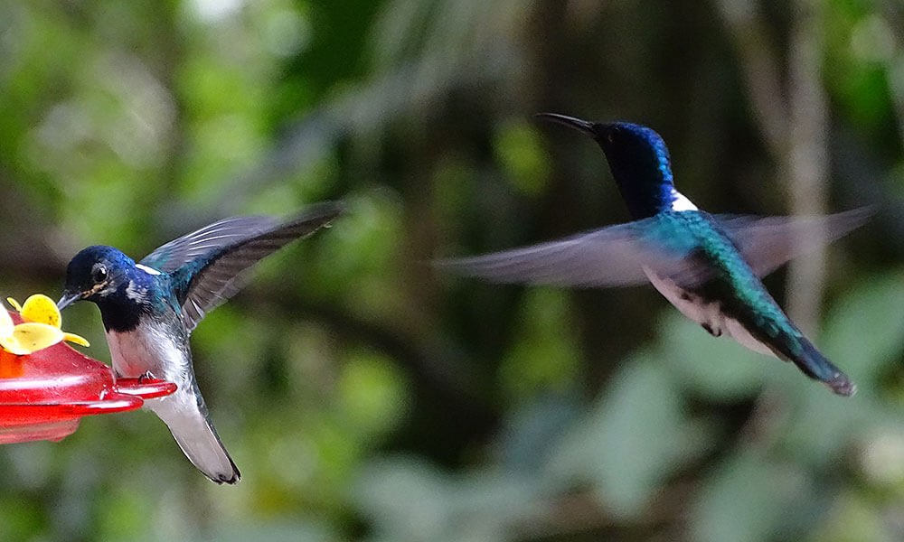 Zwei Kolibris an der Futterstation