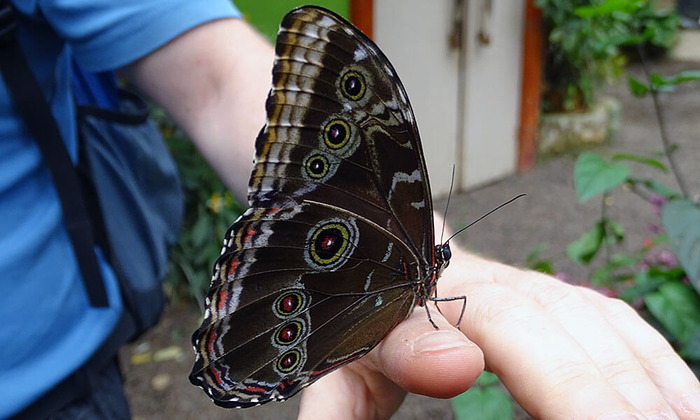Schmetterling auf einer Hand