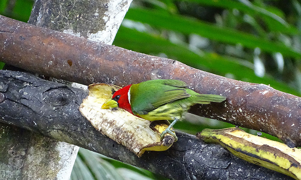 Rot-grüner Vogel