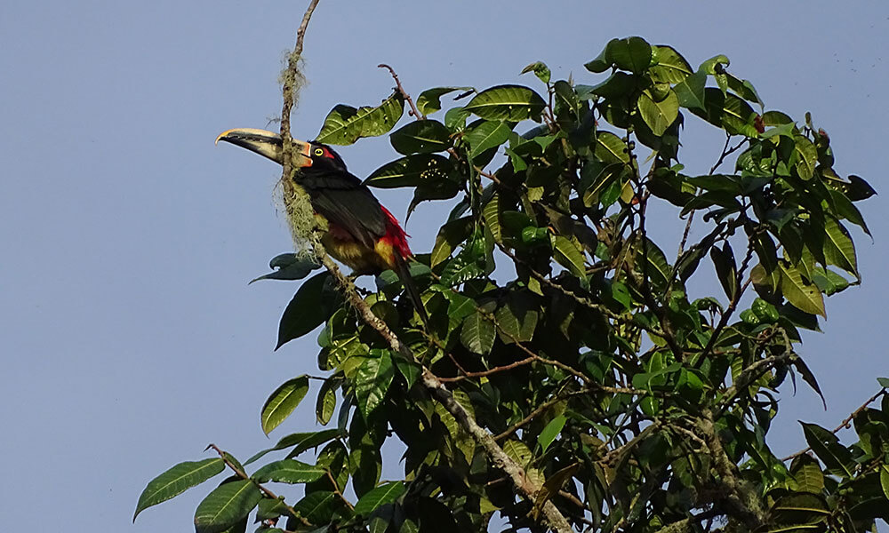 Schwarz-roter Tukan beim Birdwatching in Mindo