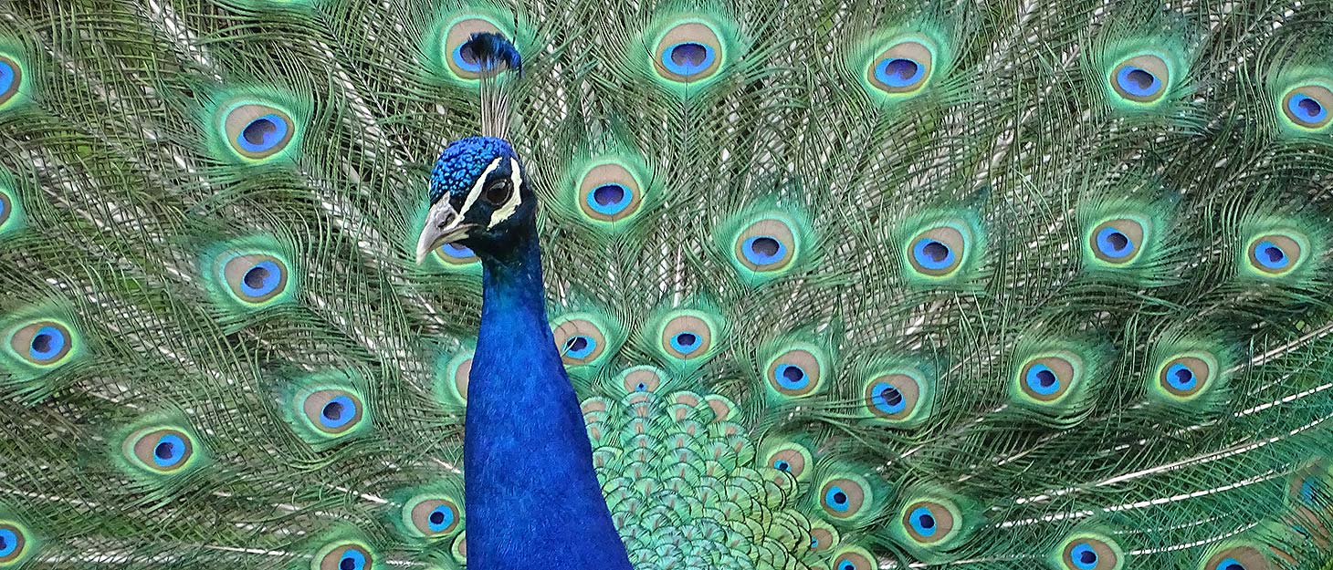 Pfau