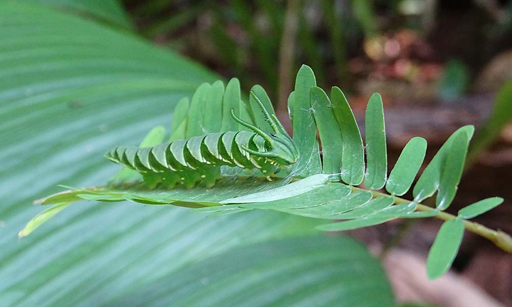 Grüße Raupe auf grünem Blatt