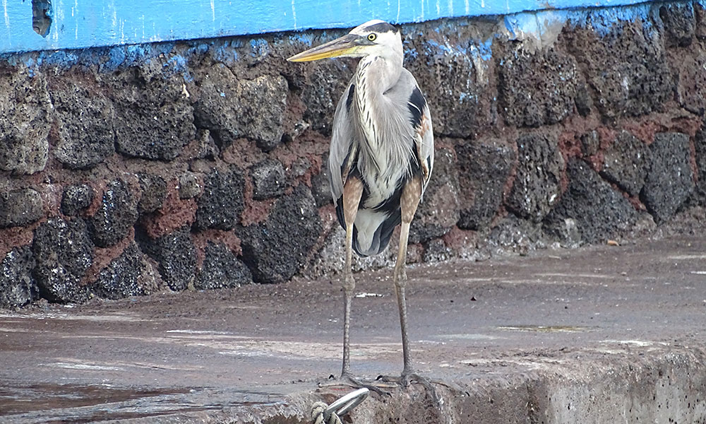 Reiher am Fischmarkt von Santa Cruz