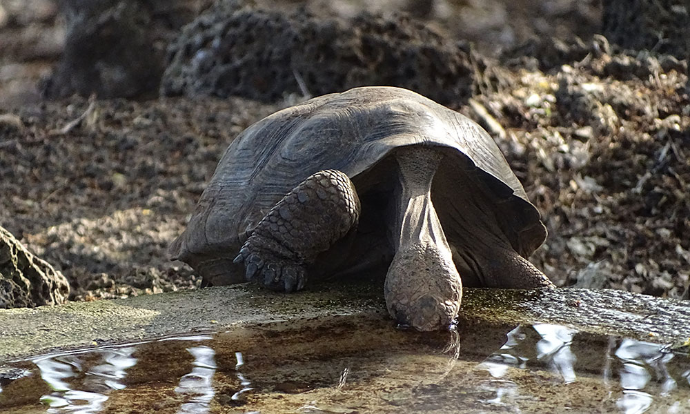 Schildkröte, die trinkt